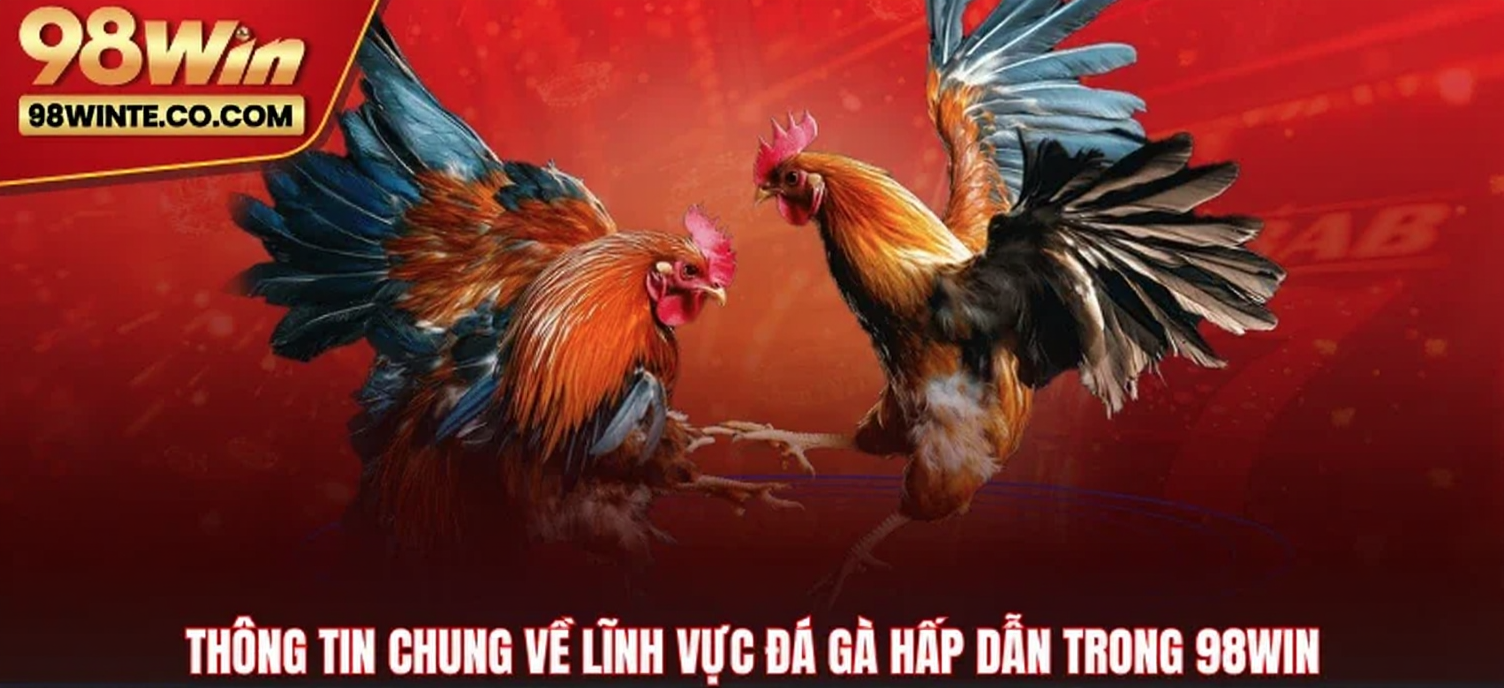 Đá Gà 98WIN 4 Thông tin chung về lĩnh vực Đá gà hấp dẫn trong 98WIN
